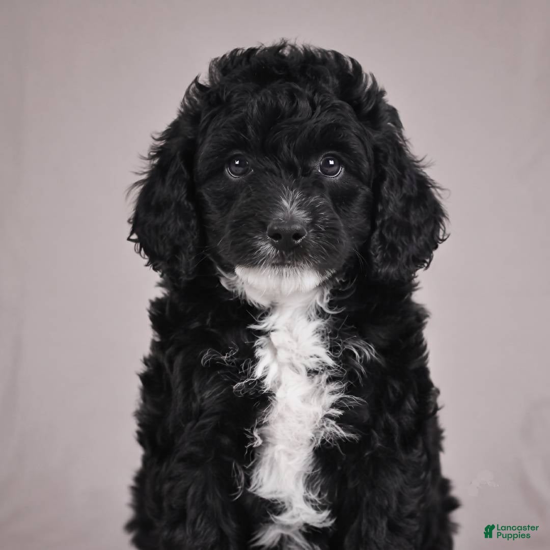 Cockapoo dogs Copper - Ad 1