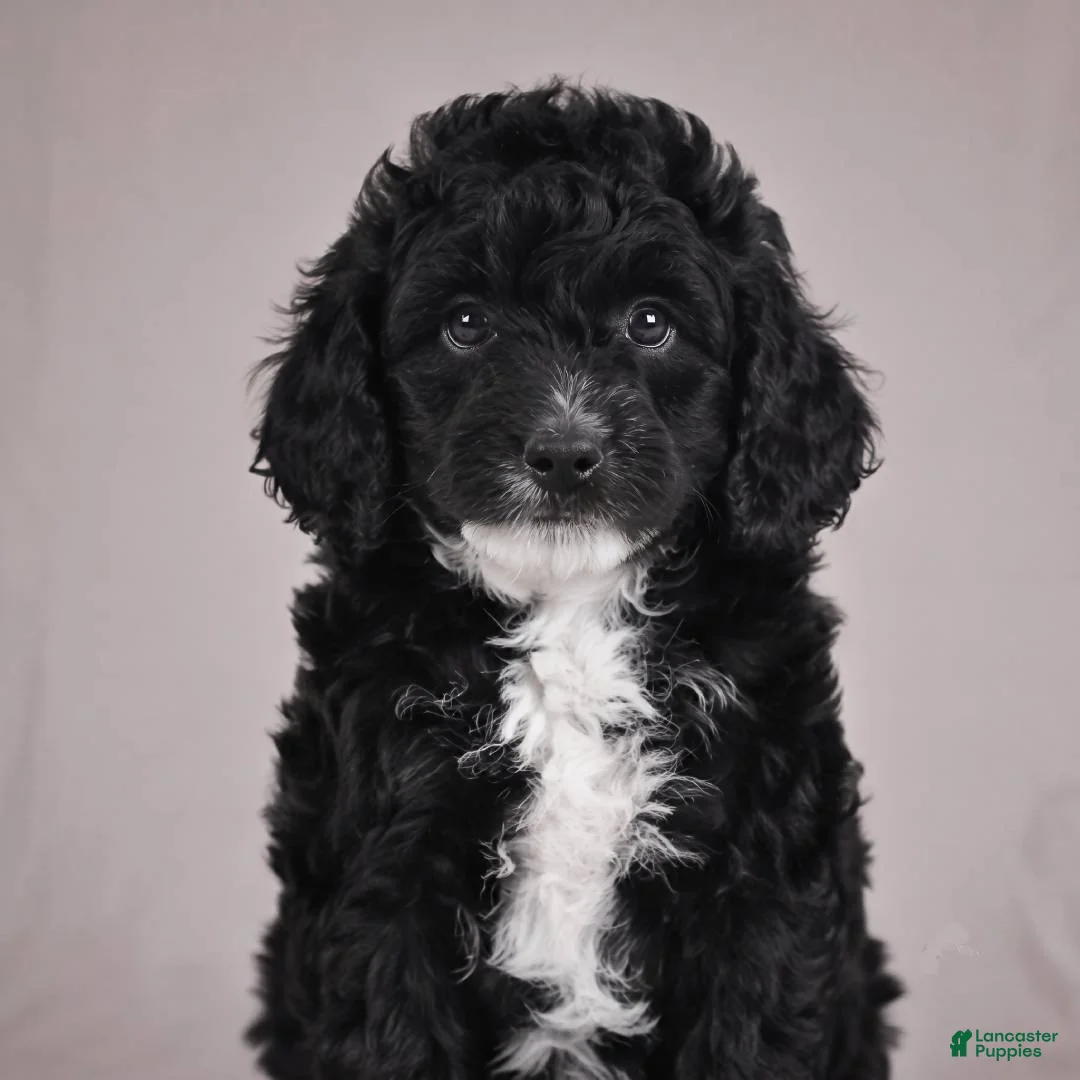 Cockapoo dogs for sale: Copper - Ad 1