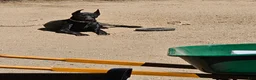 Doberman Pinscher dogs for sale: Doberman Pinscher 5 - Ad 4