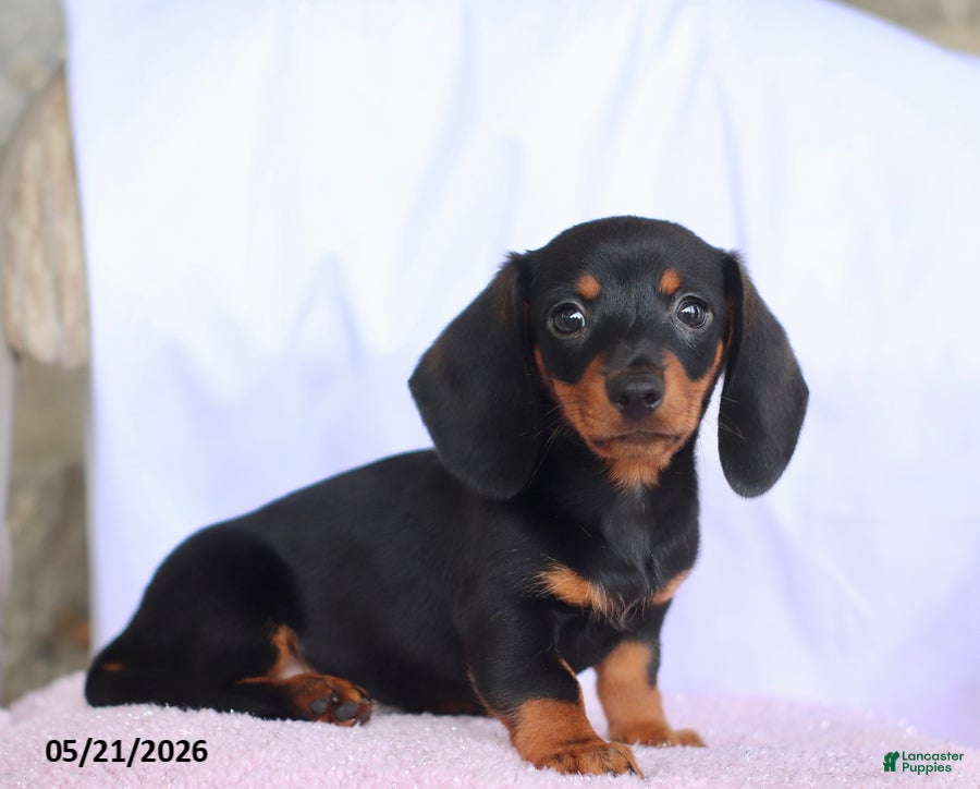 Miniature Dachshund dogs Caleb - Ad 1
