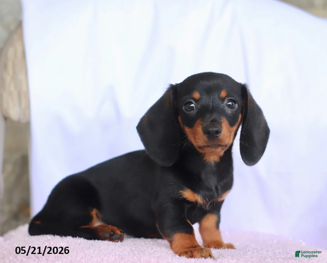 Miniature Dachshund dogs for sale: Caleb - Ad 1