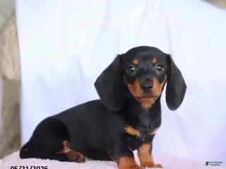 Miniature Dachshund dogs for sale: Caleb - Ad 1