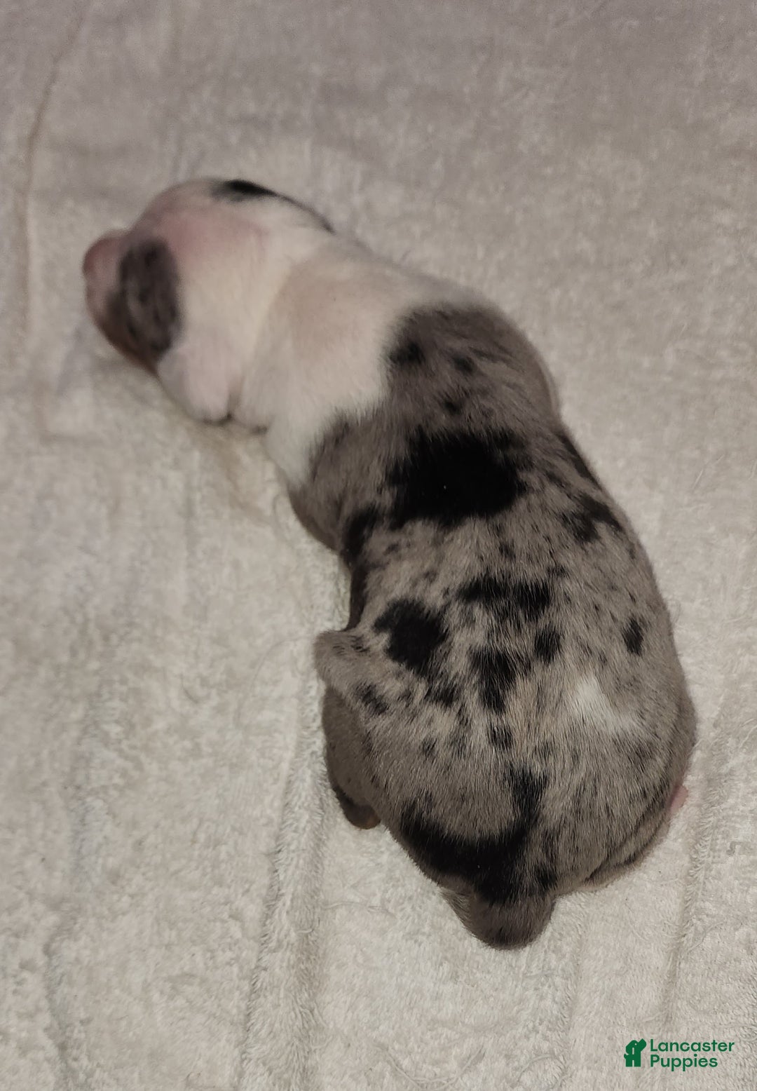 Catahoula Leopard Dog dogs for sale: Gabby F2025 F1 Catahoula Puppy - Ad 2