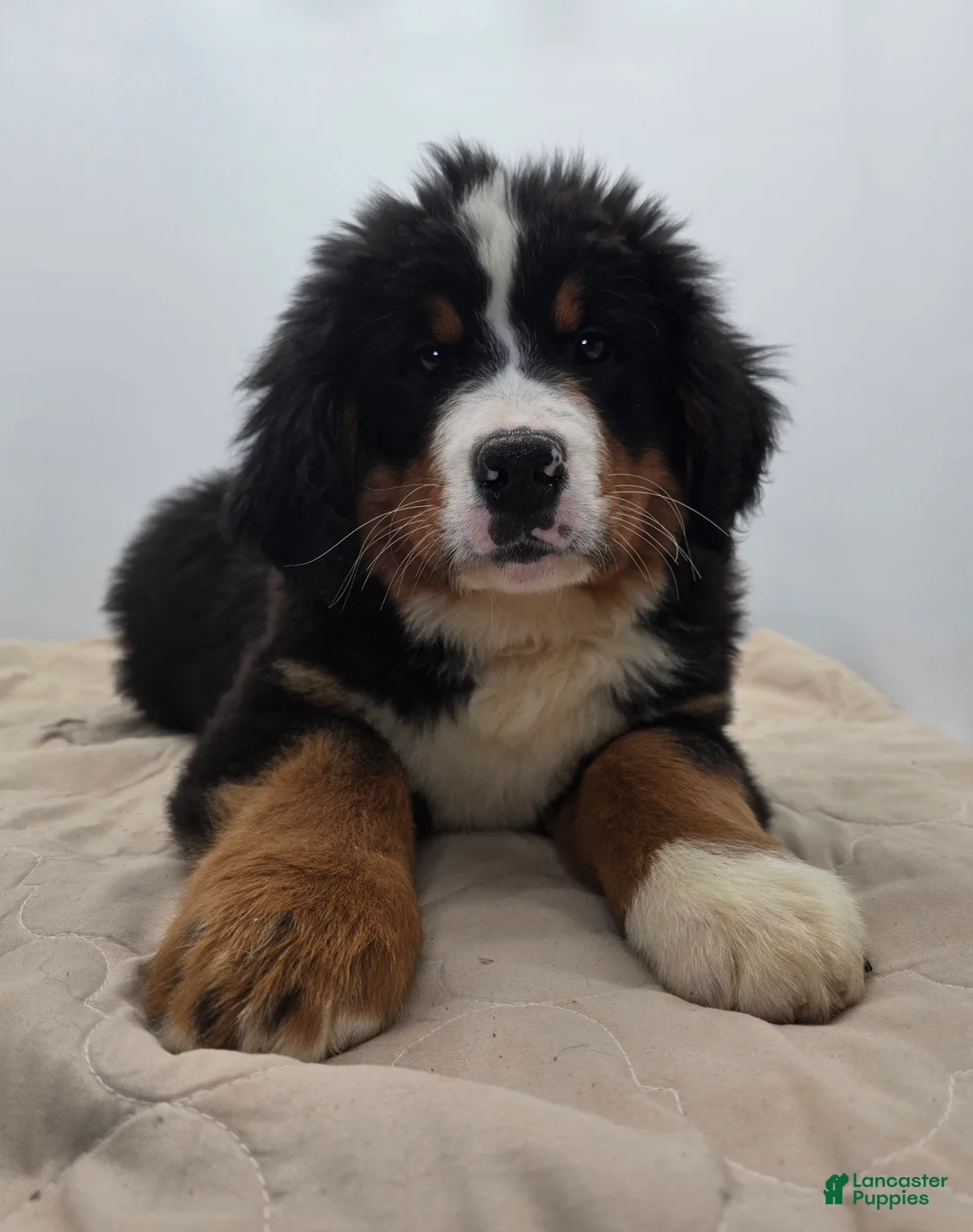 Bernese Mountain Dog dogs for sale: Bear - Ad 1