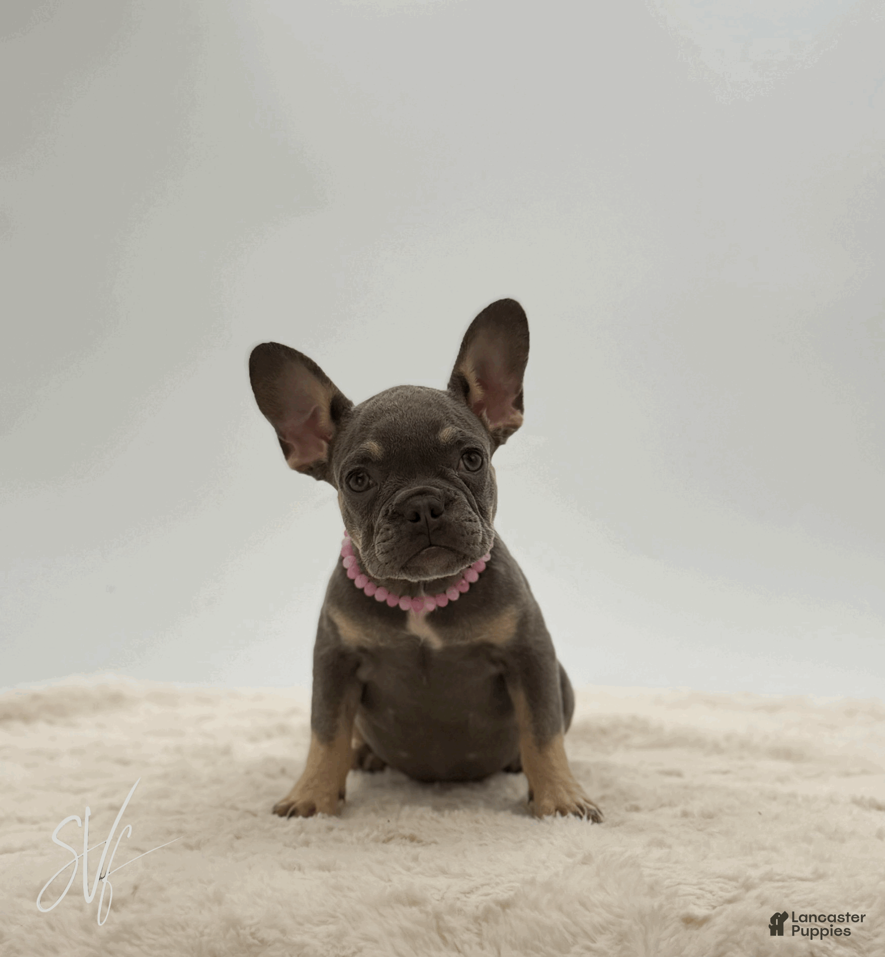 French Bulldog dogs Dottie - Ad 2
