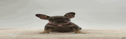 French Bulldog dogs for sale: Dottie - Ad 2