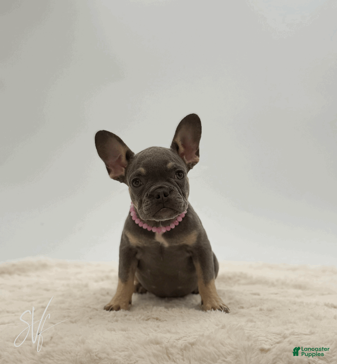 French Bulldog dogs for sale: Dottie - Ad 2