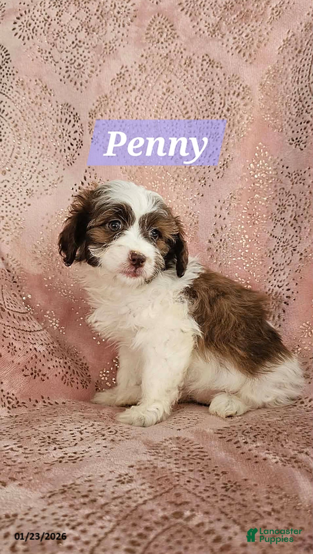 Shihpoo dogs for sale: Penny - Ad 4