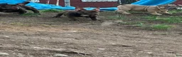 American Bully dogs for sale: American Bully Puppy 1 - Ad 4