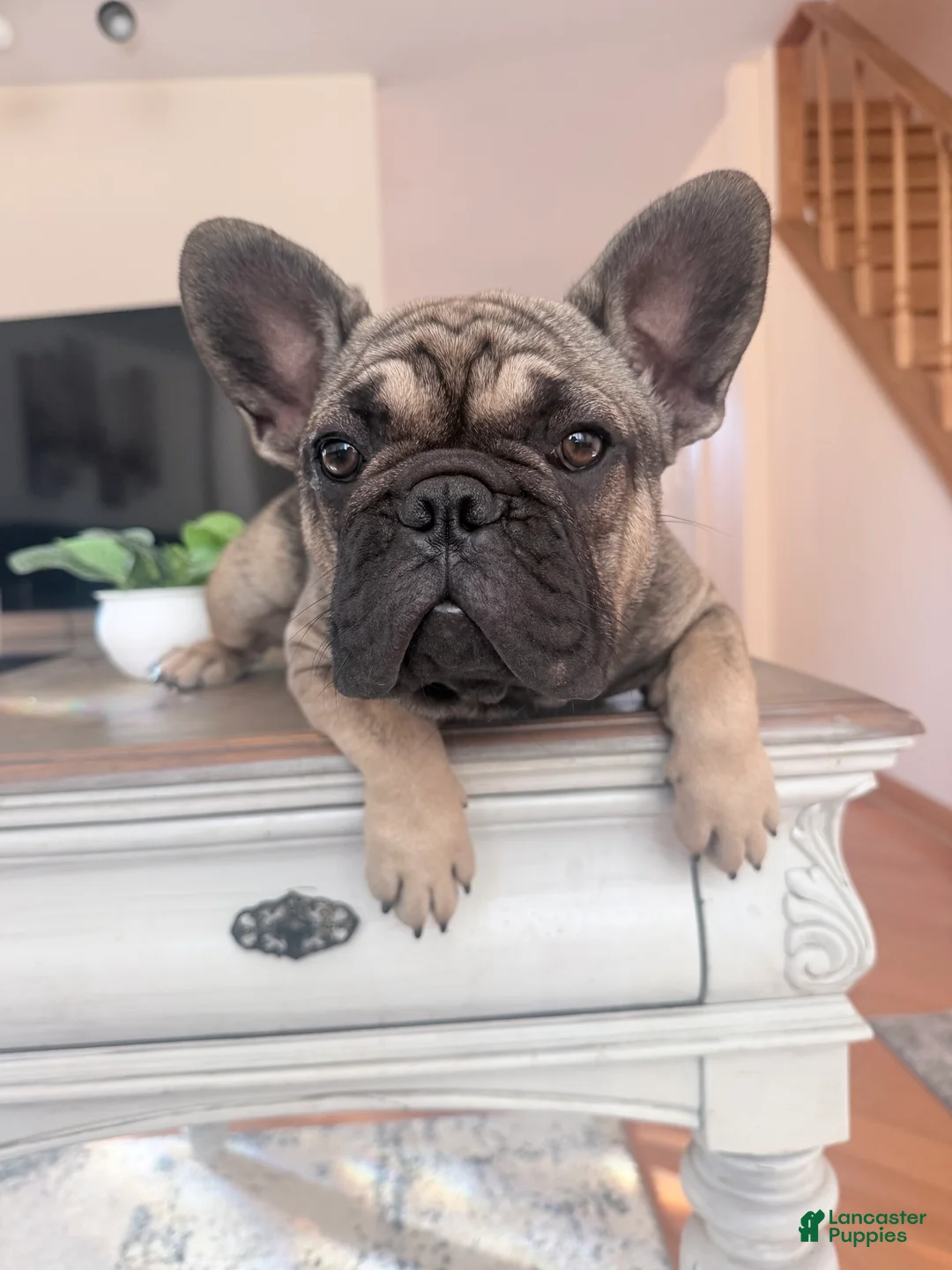 French Bulldog dogs for sale: Liza - Ad 1