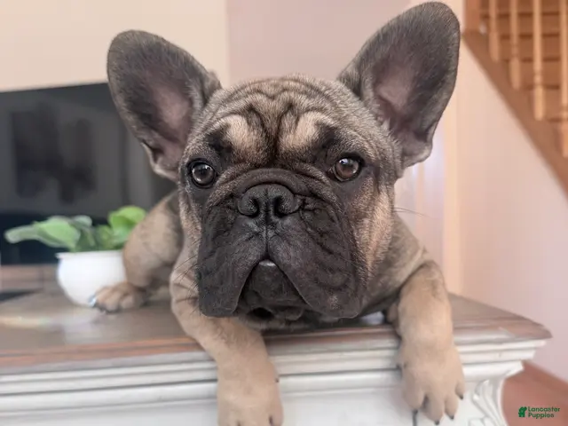 French Bulldog dogs for sale: Liza - Ad 1