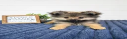 Pomeranian dogs for sale: Snickers - Ad 3