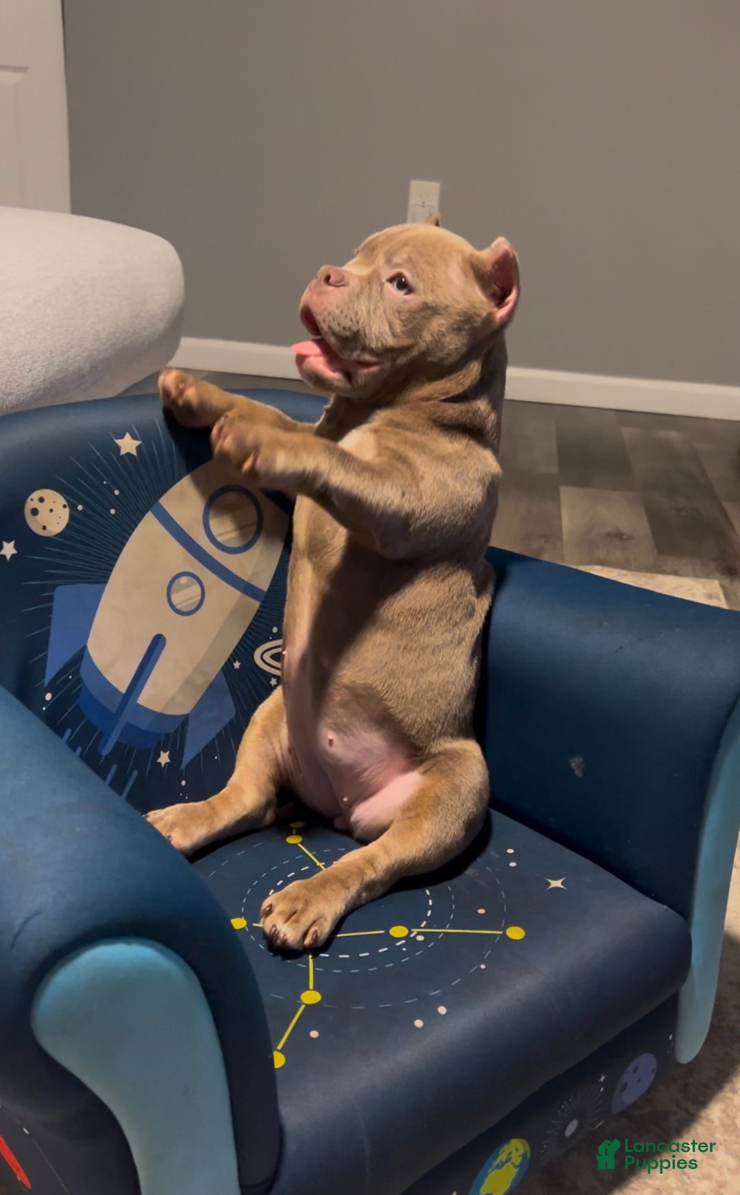 American Bully dogs for sale: American Bully Puppy 1 - Ad 4