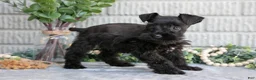 Miniature Schnauzer dogs for sale: Thunder - Ad 1