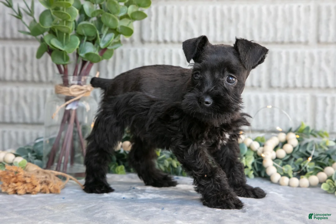 Miniature Schnauzer dogs for sale: Thunder - Ad 1