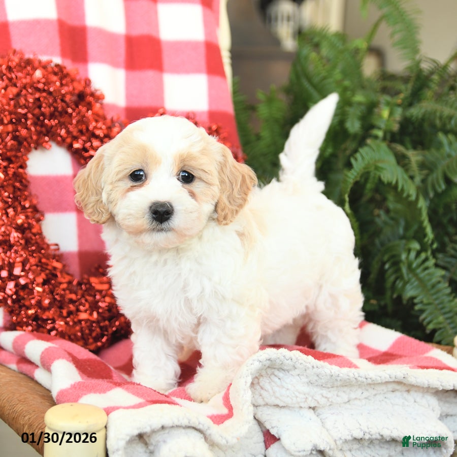 Havapoo dogs Parker - Ad 6