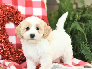 Havapoo dogs Parker - Ad 6