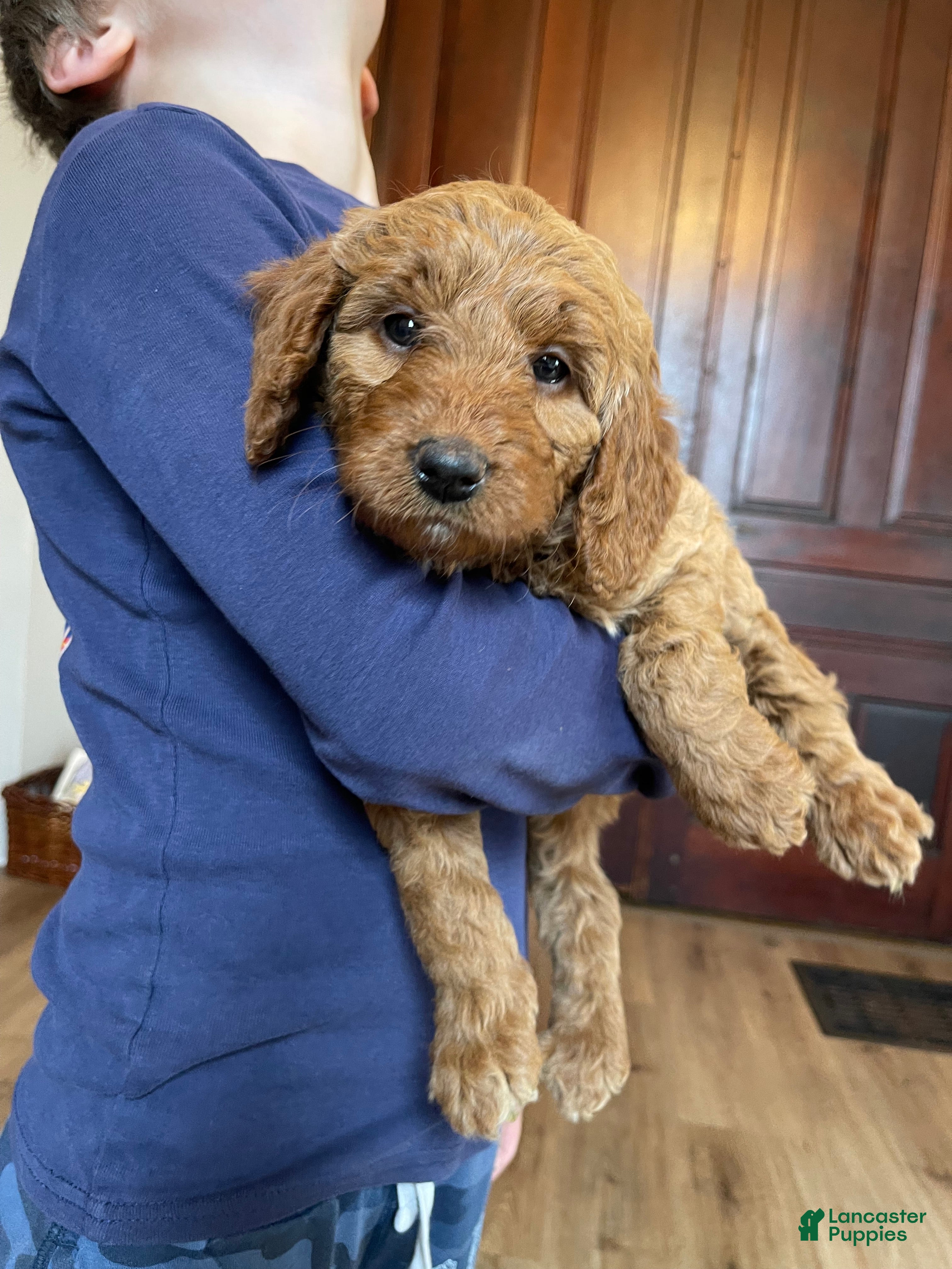 Mini Goldendoodle dogs Ana  - Ad 15