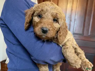 Mini Goldendoodle dogs Ana - Ad 15