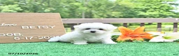 Maltese dogs for sale: Betsy - Ad 3
