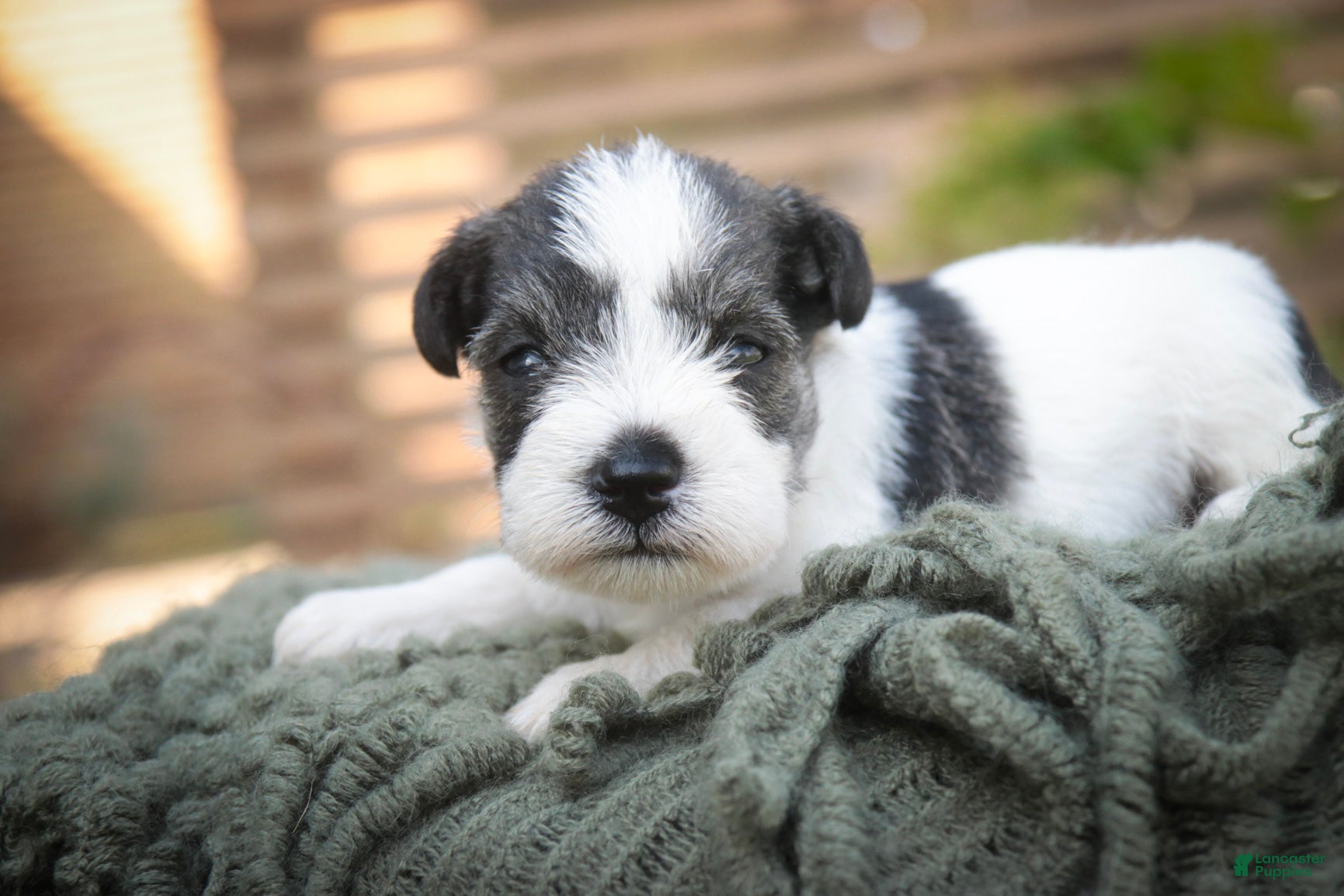 Miniature Schnauzer dogs Beauregard Miniature Schnauzer - Ad 2