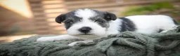 Miniature Schnauzer dogs for sale: Beauregard Miniature Schnauzer - Ad 2