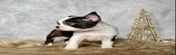 Boston Terrier dogs for sale: Cedar  - Ad 4