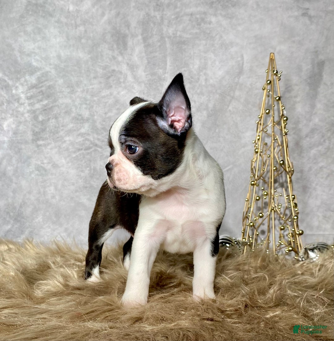 Boston Terrier dogs for sale: Cedar  - Ad 4