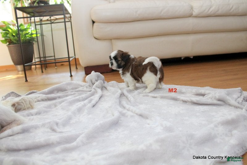Malshi dogs Benni - Ad 2