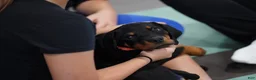 Rottweiler dogs for sale: Vermithor - Ad 9