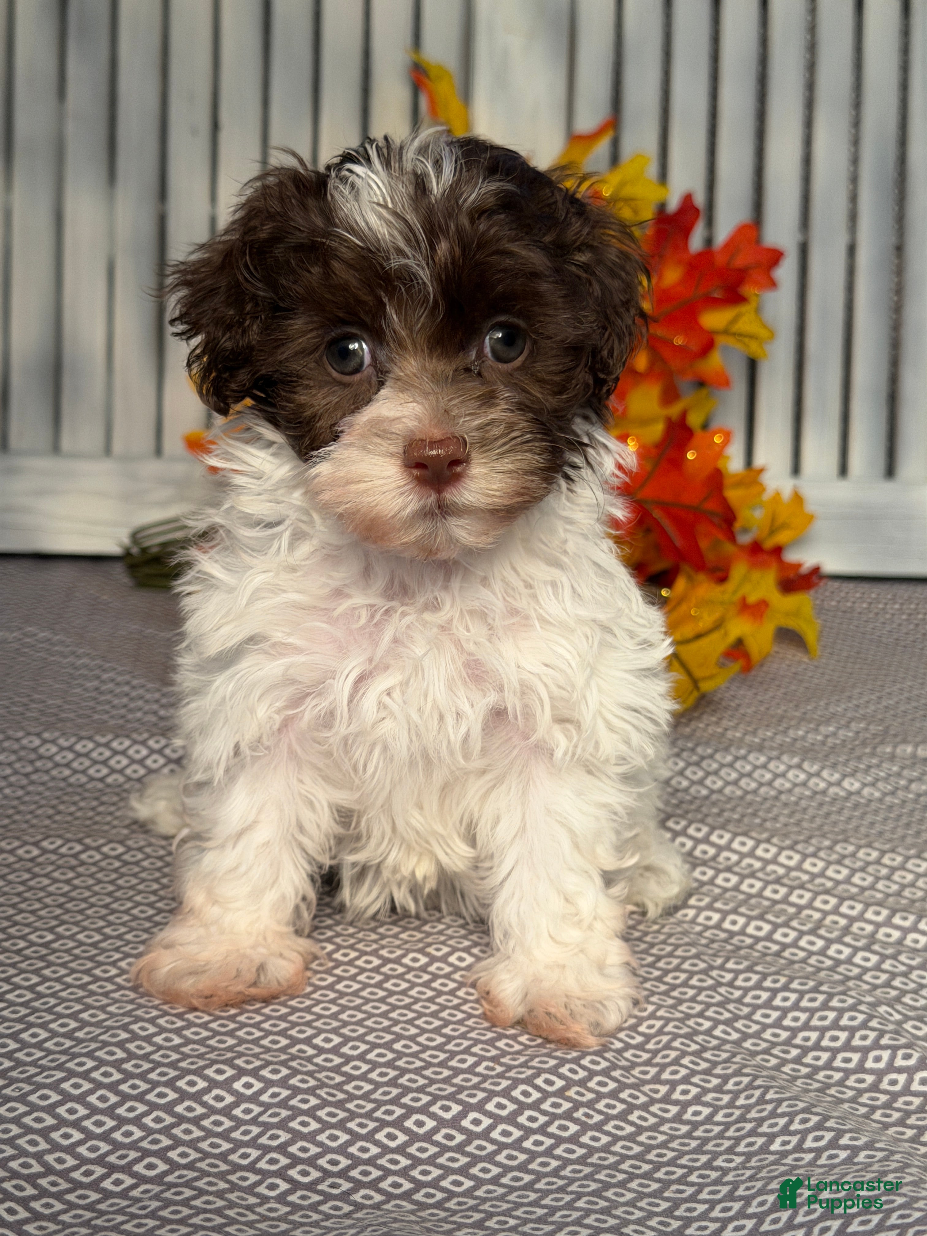 Havapoo dogs Alice - Ad 1