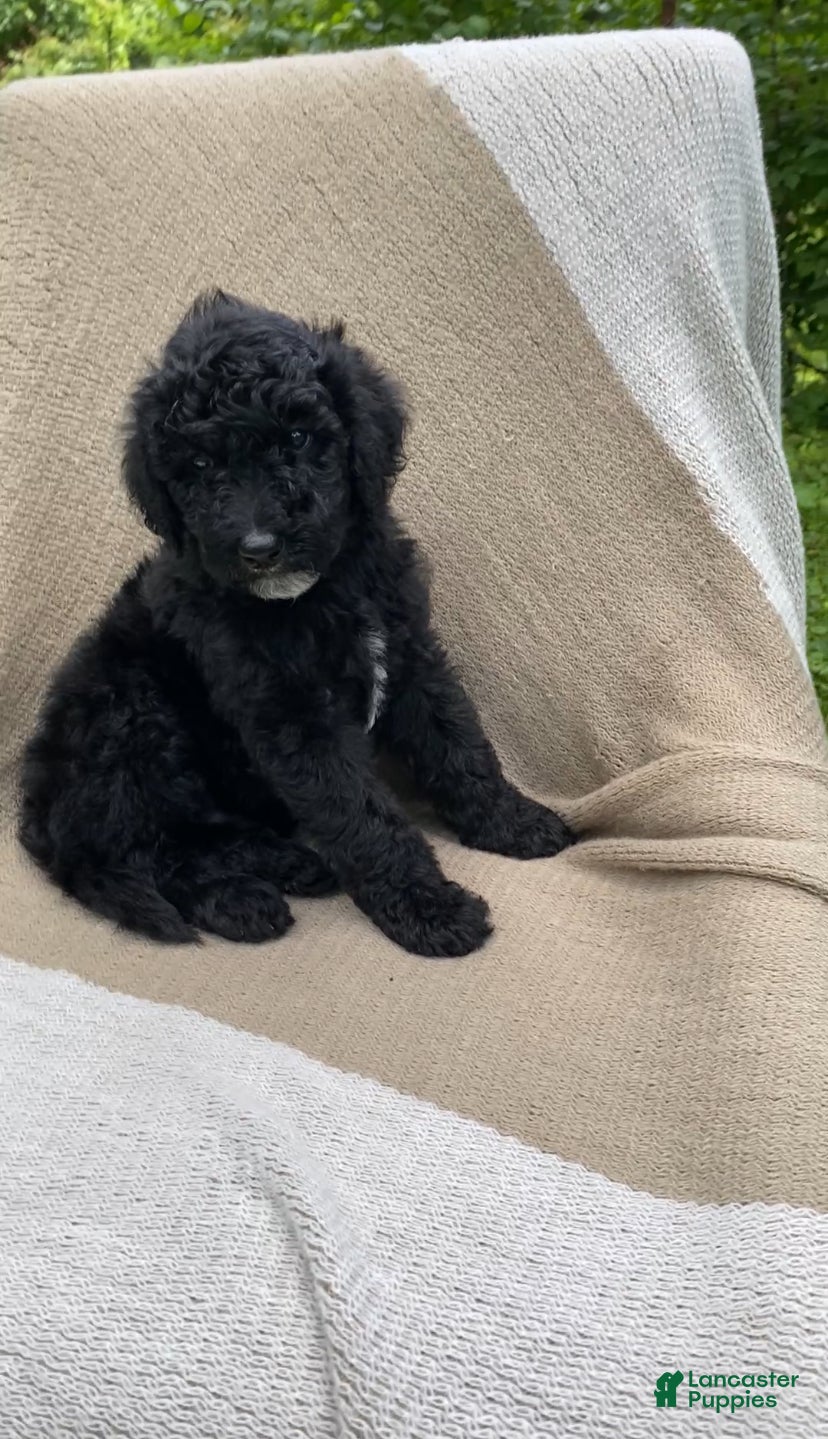 Mixed Breed dogs for sale: Baguette - Ad 4