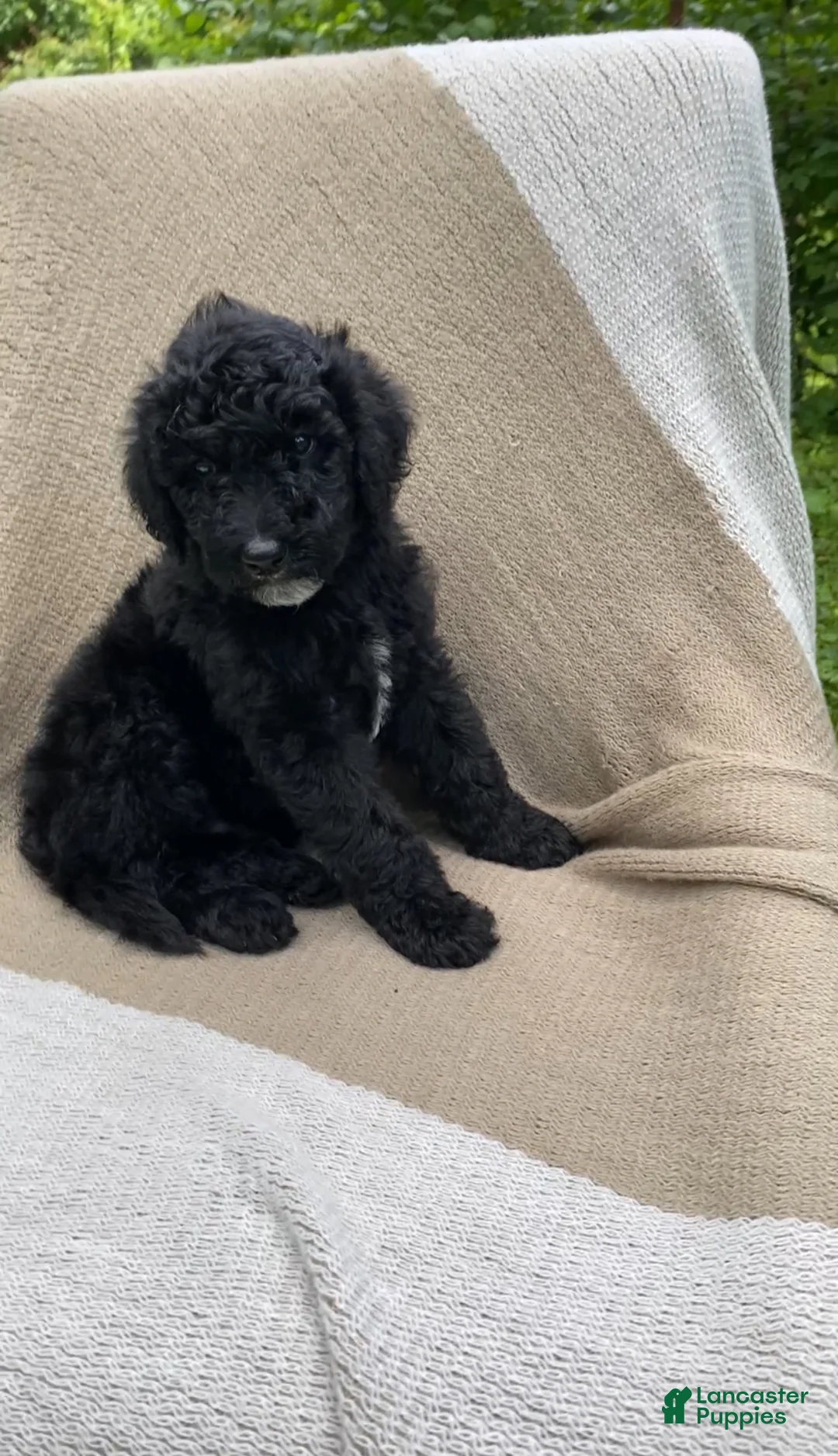 Mixed Breed dogs for sale: Baguette - Ad 1