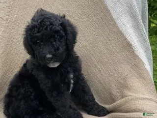 Mixed Breed dogs for sale: Baguette - Ad 4