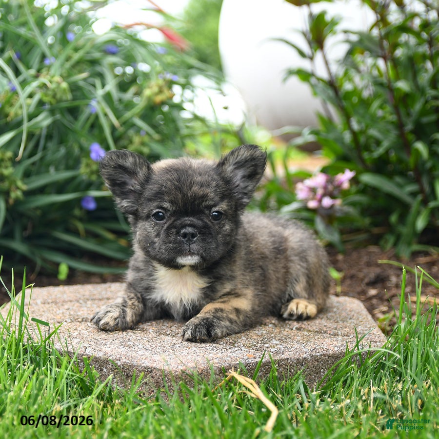 French Bulldog dogs Hazel - Ad 2