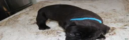 Cane Corso dogs for sale: Blue - Ad 3