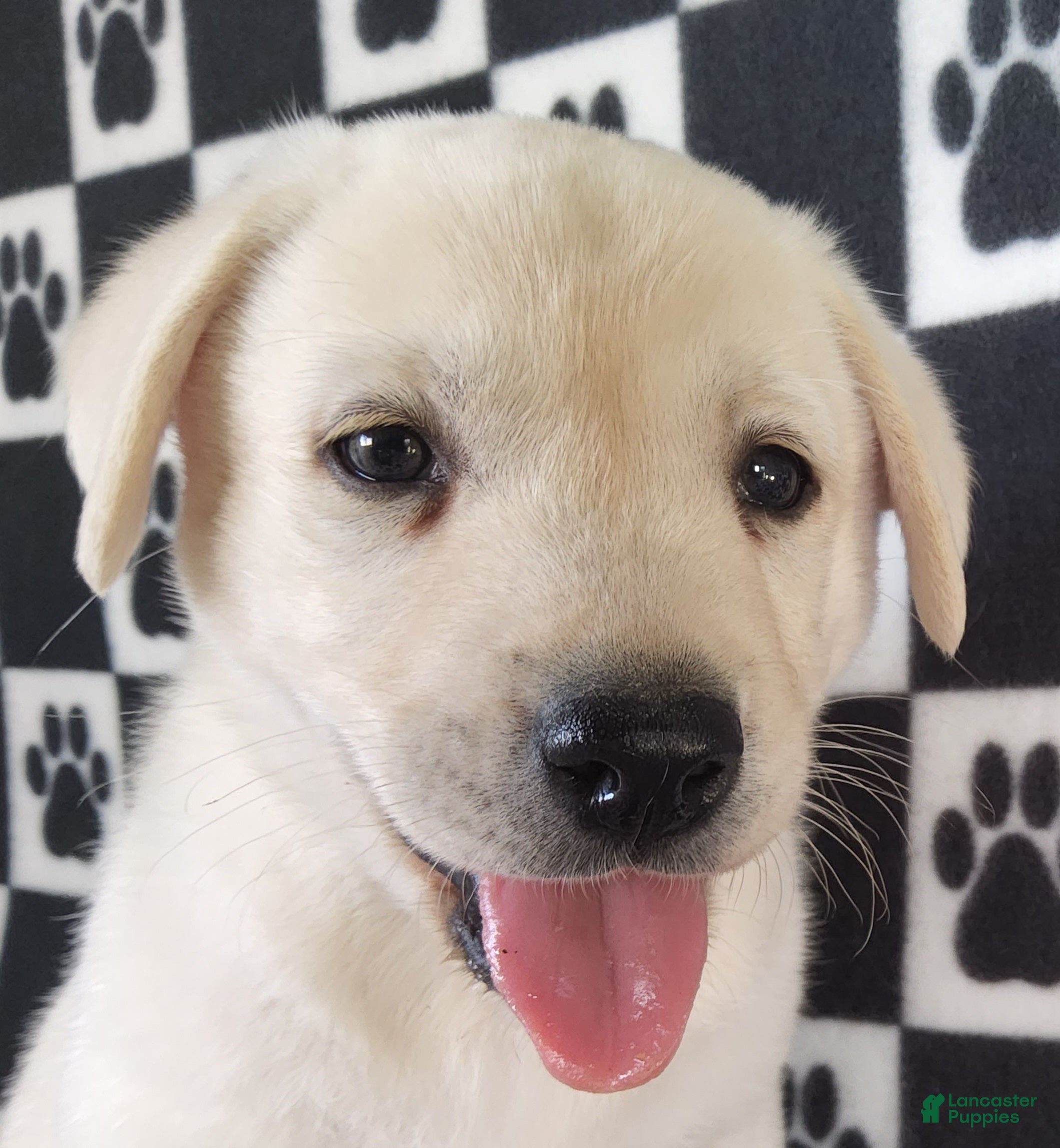 Labrador Retriever dogs for sale: Casper - Ad 1