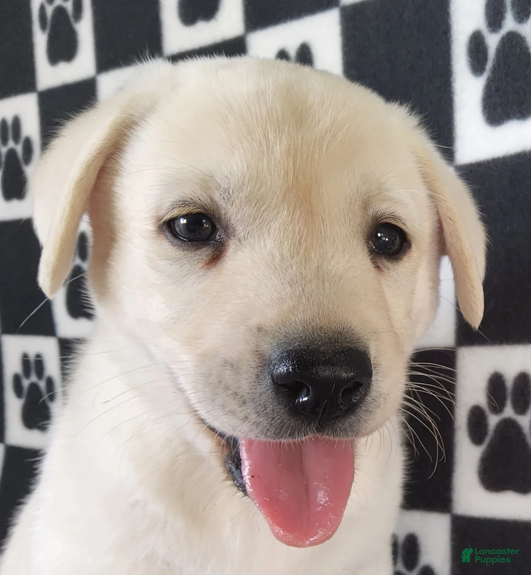 Labrador Retriever dogs for sale: Casper - Ad 1