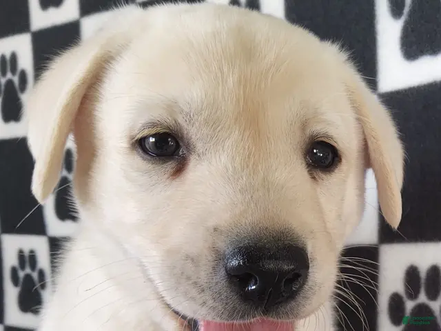 Labrador Retriever dogs for sale: Casper - Ad 1