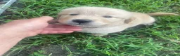 Golden Retriever dogs for sale: Purple collar boy. - Ad 5