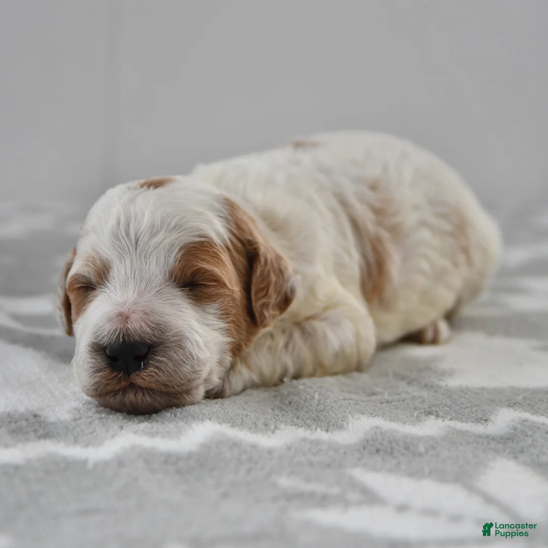 Mini Goldendoodle dogs for sale: Captain - Ad 17