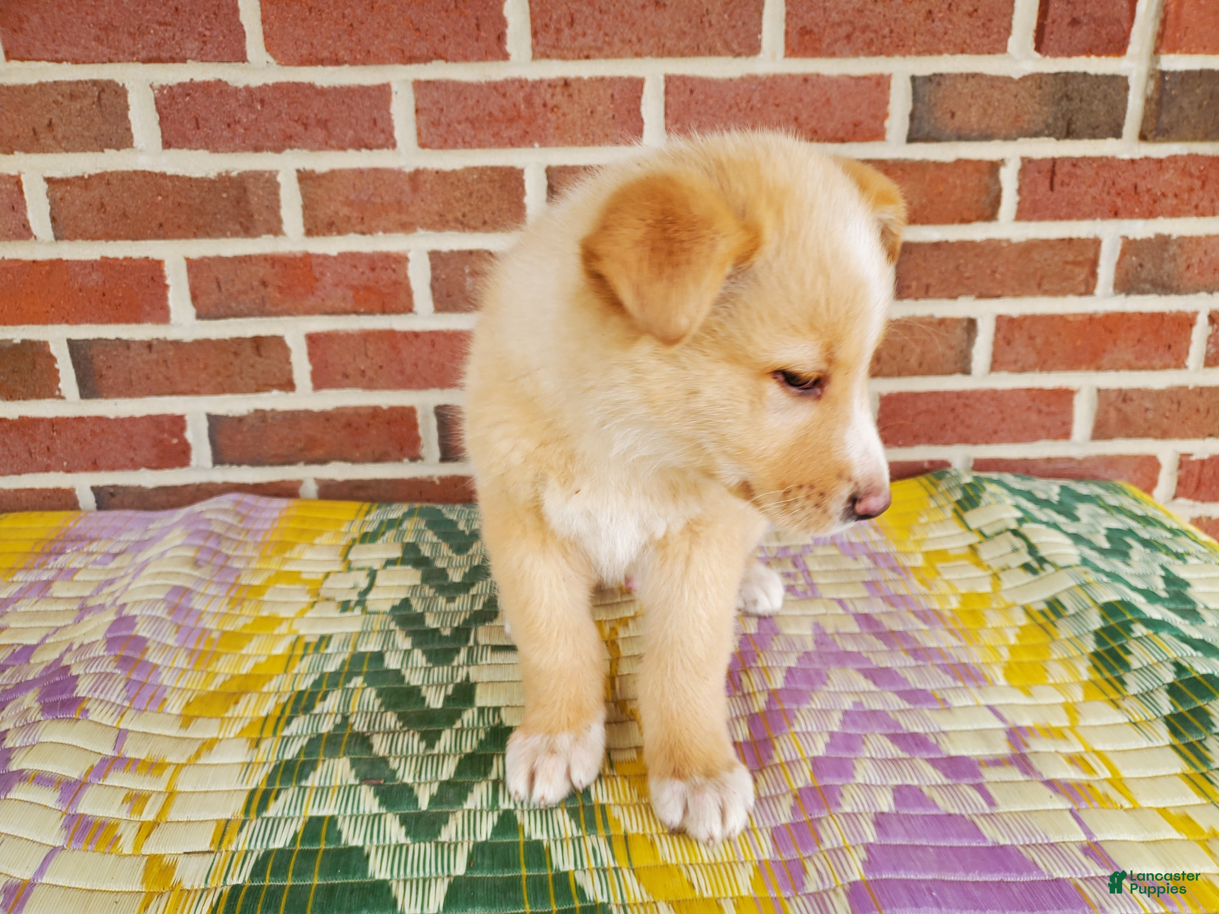 Mixed Breed dogs Freddy - Ad 2