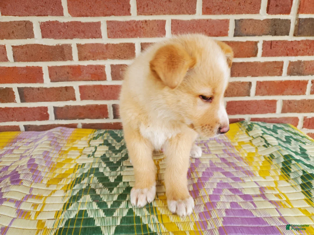 Mixed Breed dogs for sale: Freddy - Ad 2