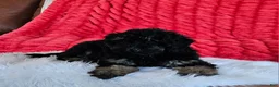 Mini Goldendoodle dogs for sale: Denver  - Ad 2
