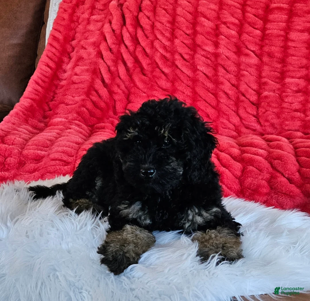 Mini Goldendoodle dogs for sale: Denver  - Ad 2