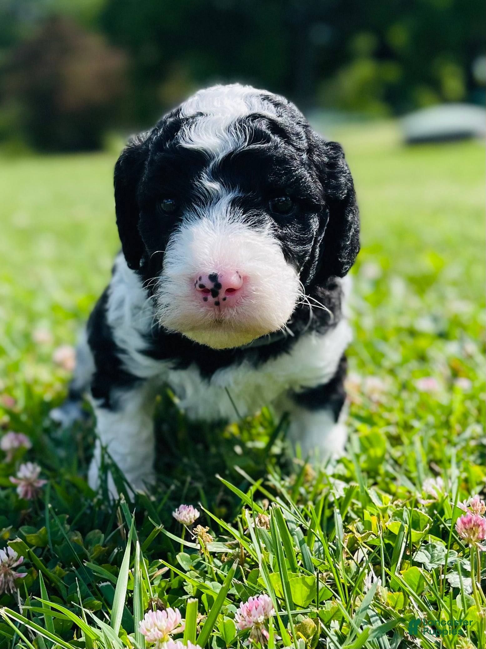 Sheepadoodle dogs Oreo - Ad 17
