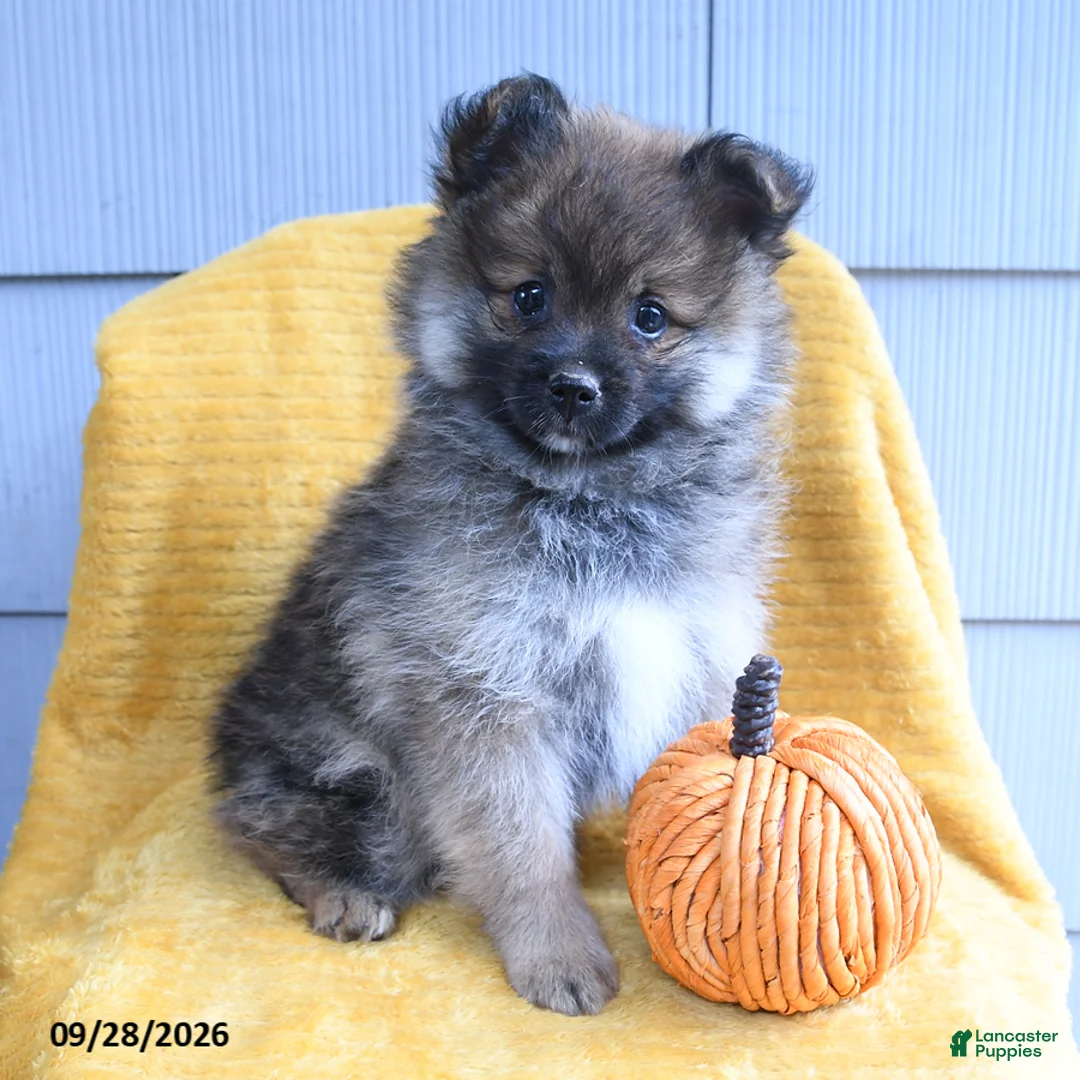 Pomeranian dogs for sale: Cutie - Ad 1