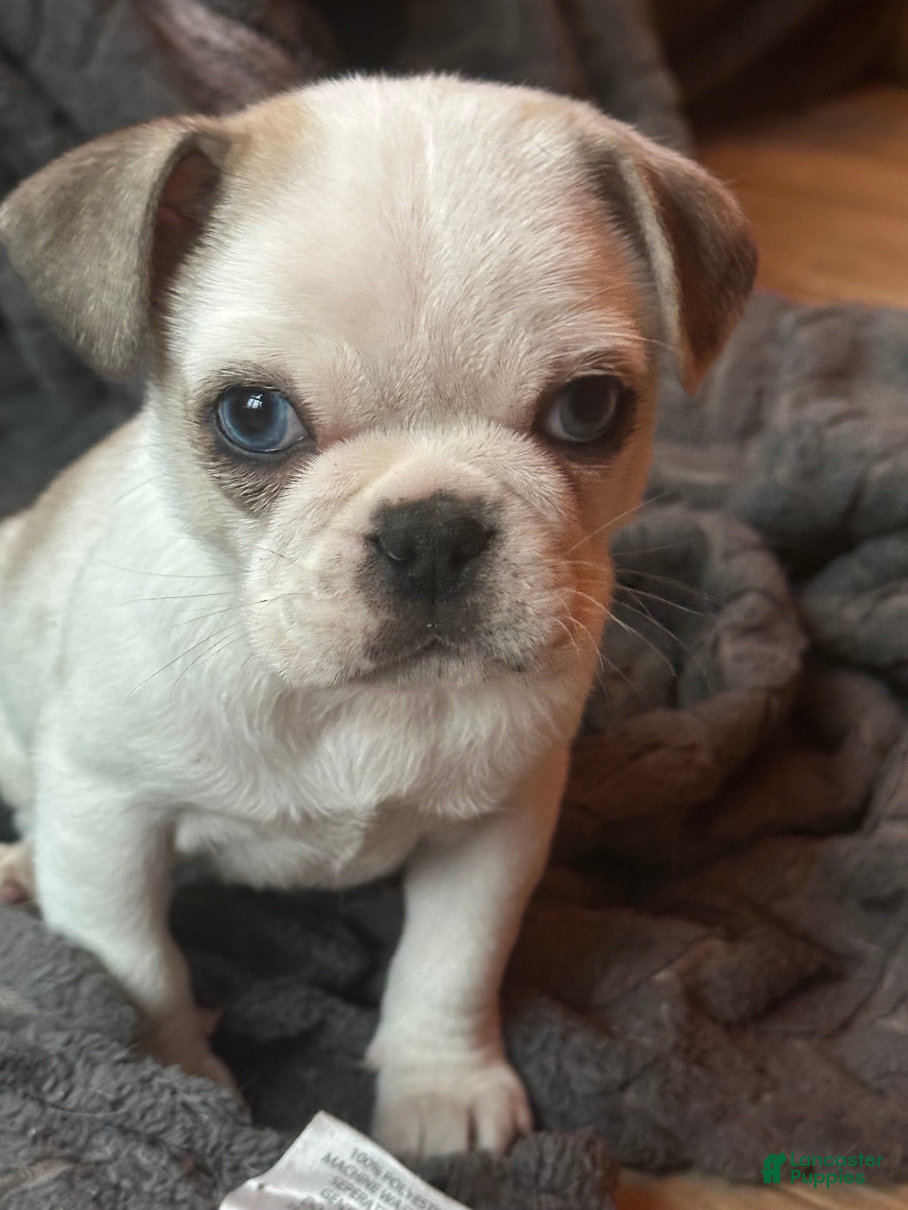 Pug dogs Finnley - Ad 33