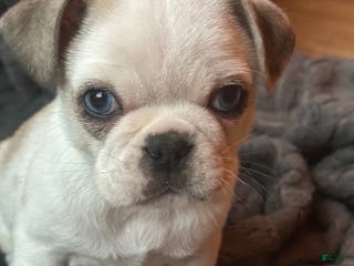 Pug dogs Finnley - Ad 42