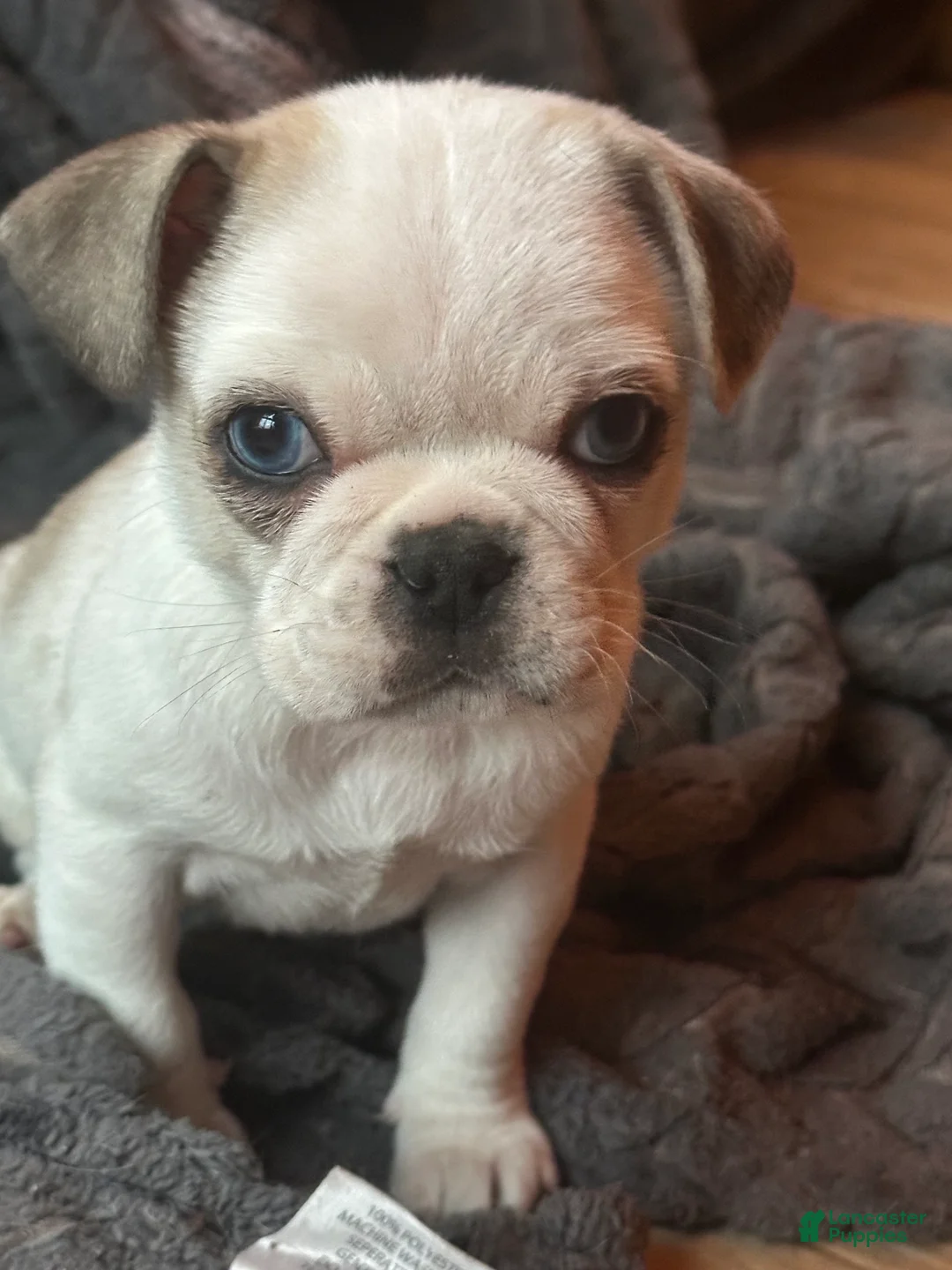 Pug dogs for sale: Finnley - Ad 4